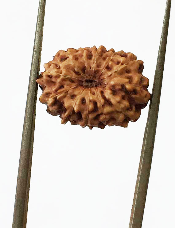 12 Mukhi Certified Indonesian Rudraksha  Size- 15 mm